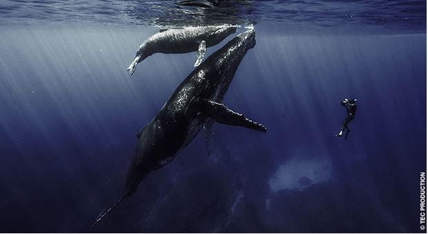 Quand les baleines et tortues nous montrent le chemin Quand les baleines et tortues nous montrent le chemin