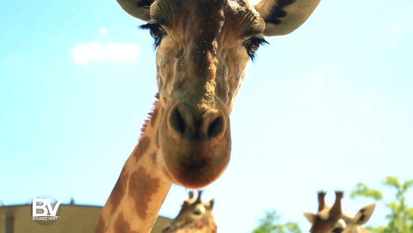 Bougez Vert au Parc Zoologique de Paris