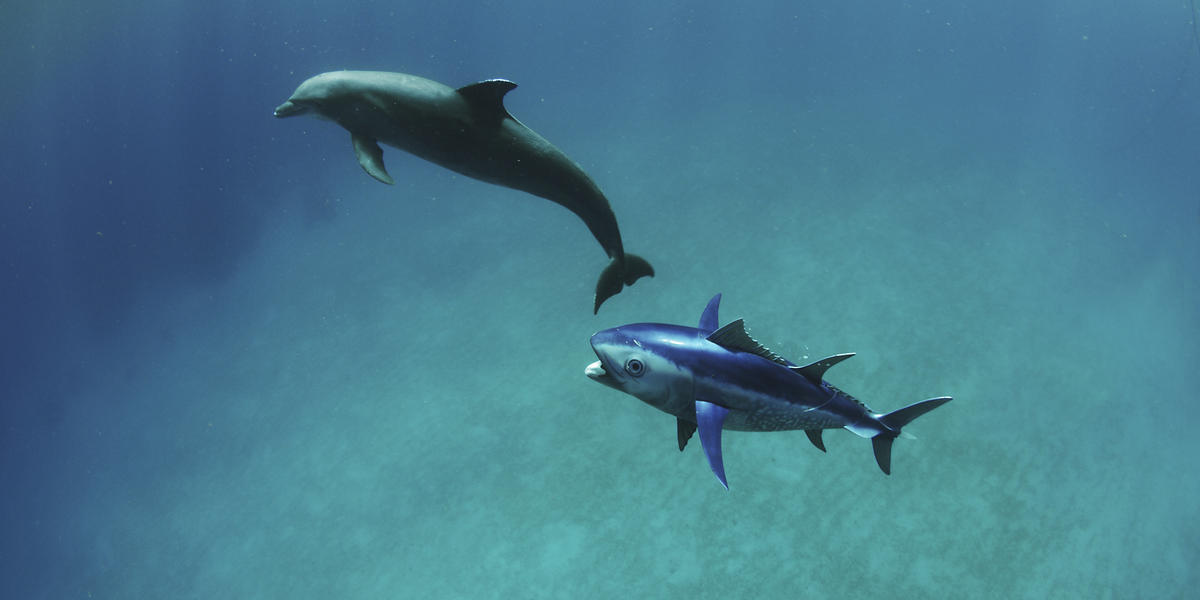dauphins_le_grand_jeu_episode_1_c_john_downer_productions_9.jpg dauphins_le_grand_jeu_episode_1_c_john_downer_productions_9.jpg