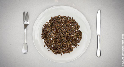 Des insectes dans l'assiette Des insectes dans l'assiette