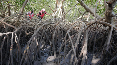 La vie secrète des mangroves (c) Thierry Berrod - Monalisa production La vie secrète des mangroves (c) Thierry Berrod - Monalisa production