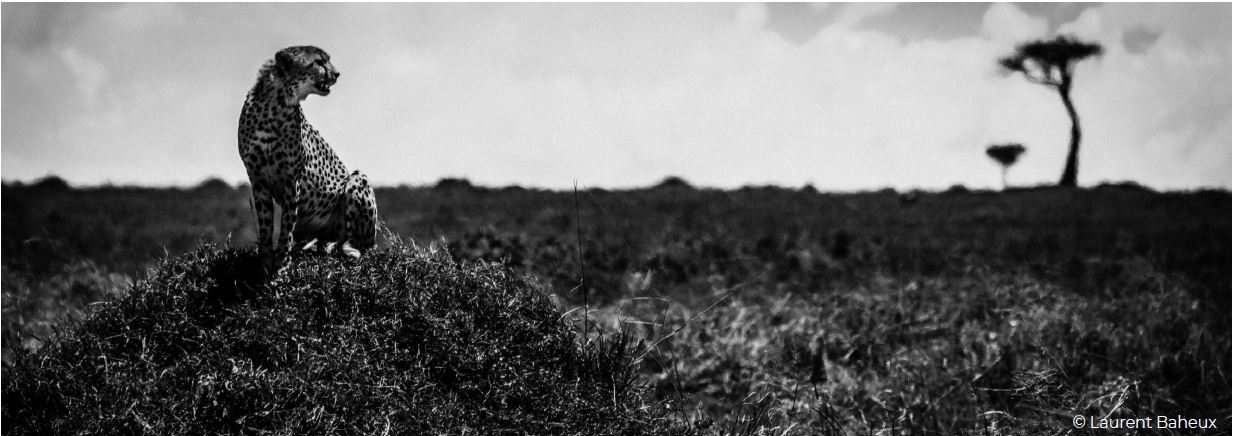 Félins noir sur blanc © Laurent Baheux Félins noir sur blanc © Laurent Baheux
