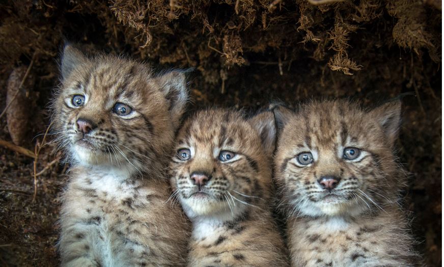 Le retour fragile du lynx - un film de Laurent Geslin Le retour fragile du lynx - un film de Laurent Geslin
