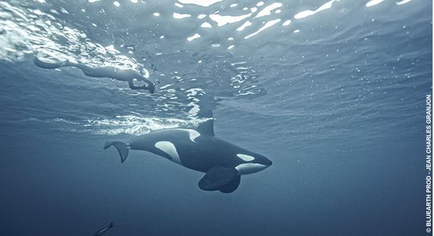 La quête du sauvage La quête du sauvage