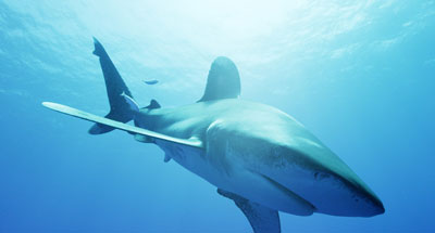Attaque de requins à La Réunion, l'enquête Attaque de requins à La Réunion, l'enquête