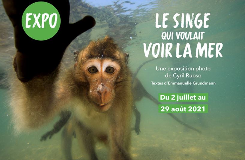 Expo : Le singe qui voulait voir la mer Expo : Le singe qui voulait voir la mer