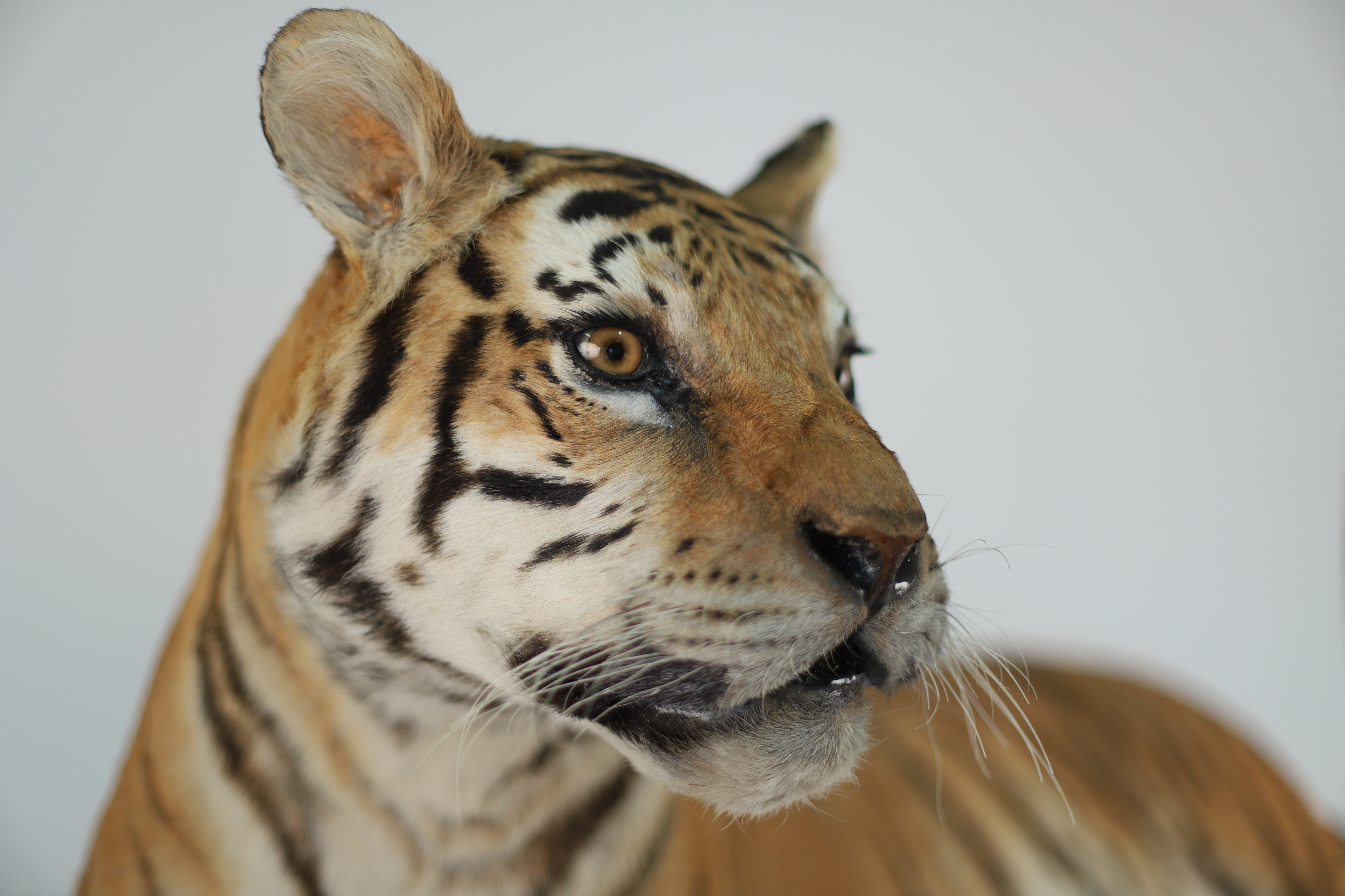 tigre_-_panthera_tigris_-_museumdebordeaux.jpg